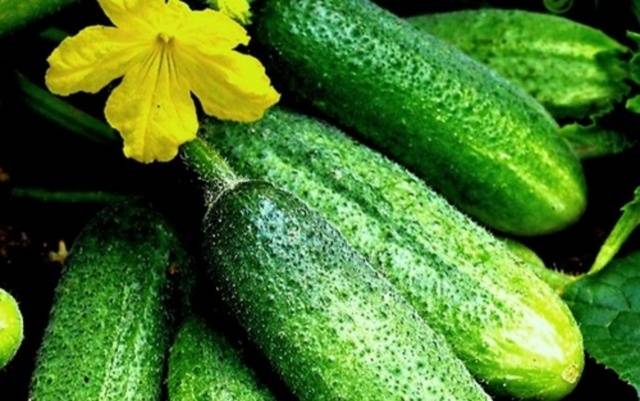 The fastest ripening varieties of cucumbers