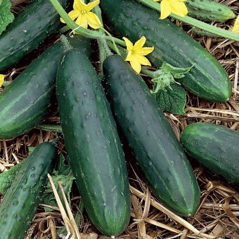 The fastest ripening varieties of cucumbers