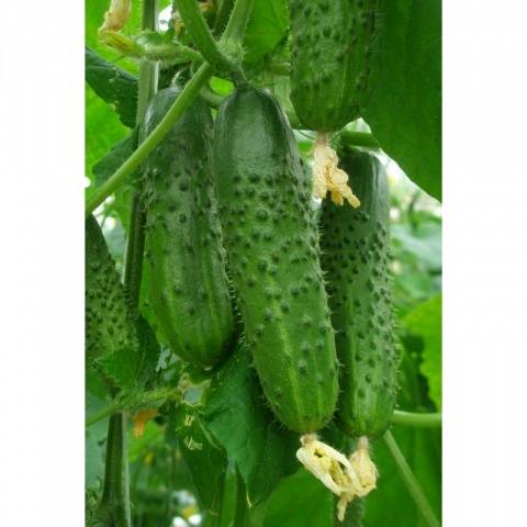 The fastest ripening varieties of cucumbers