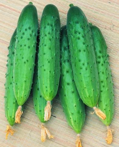 The fastest ripening varieties of cucumbers