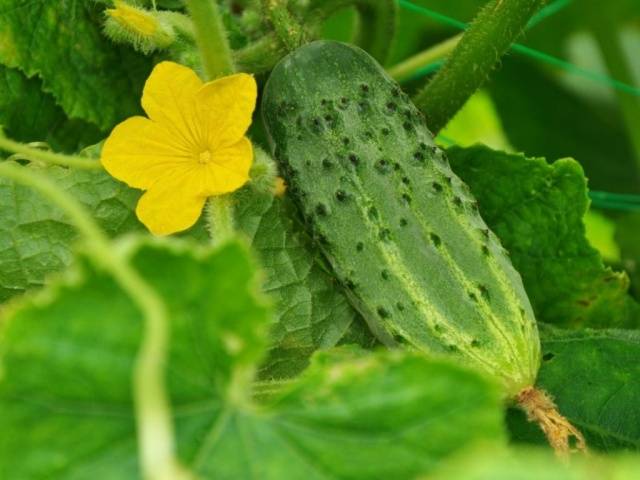 The fastest ripening varieties of cucumbers