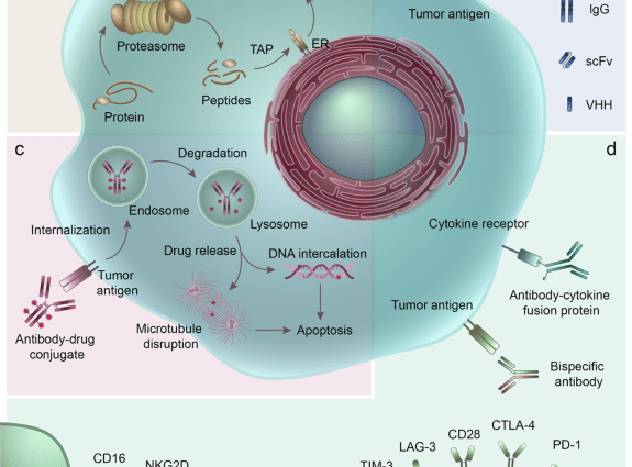 The FDA has approved a new generation drug for cancer immunotherapy