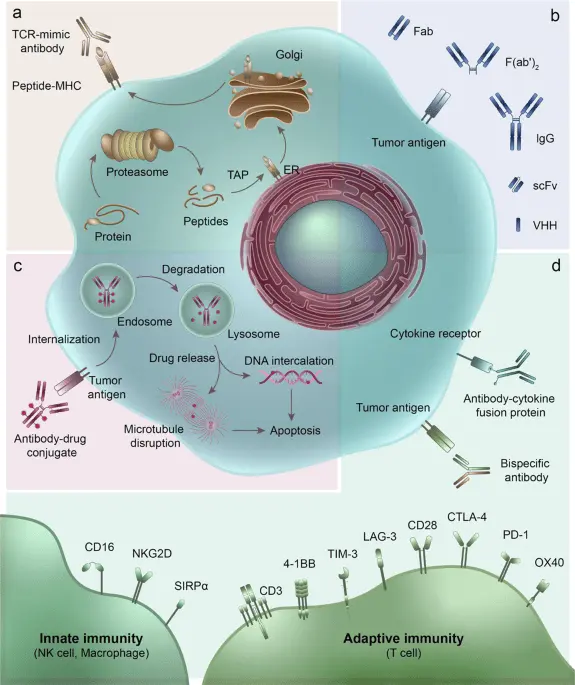 The FDA has approved a new generation drug for cancer immunotherapy