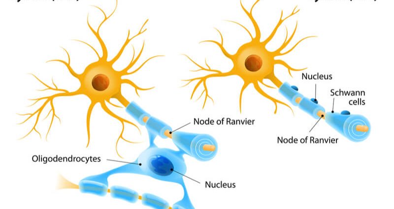 The female hormone can help treat a serious childhood cancer