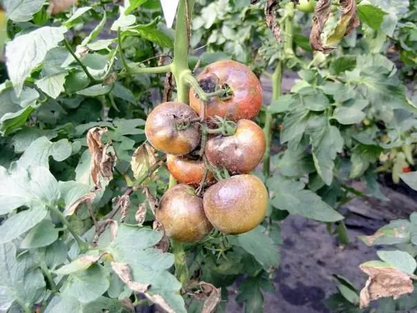 The fight against late blight of tomatoes in the open field