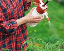 The fight against late blight of tomatoes in the open field