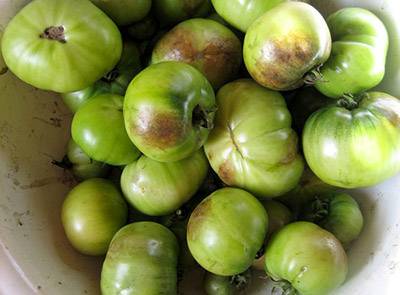 The fight against late blight of tomatoes in the open field