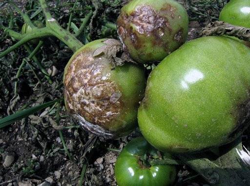 The fight against late blight of tomatoes in the open field