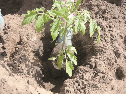 The fight against late blight of tomatoes in the open field