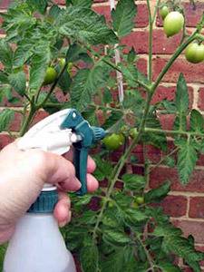 The fight against late blight of tomatoes in the open field