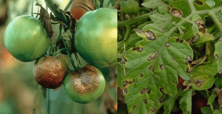 The fight against late blight of tomatoes in the open field