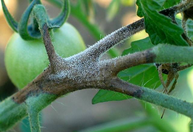 The fight against late blight of tomatoes in the open field