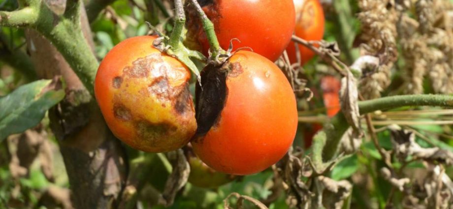 The fight against late blight of tomatoes in the open field