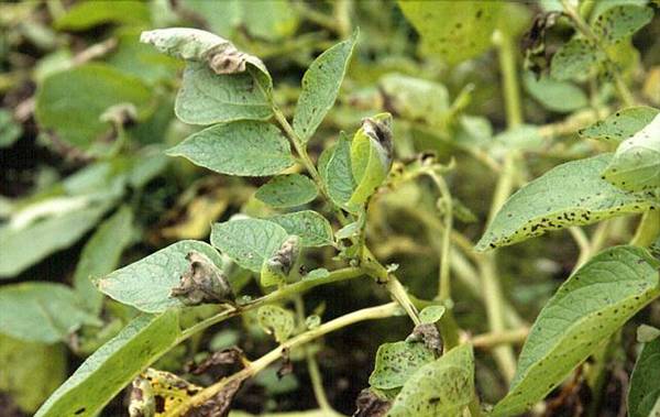 The fight against potato late blight