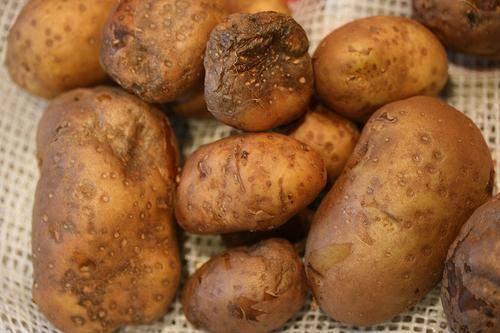 The fight against potato late blight