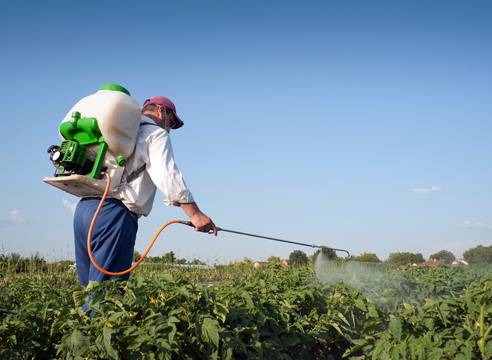 The fight against potato late blight