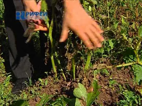 The fight against potato late blight