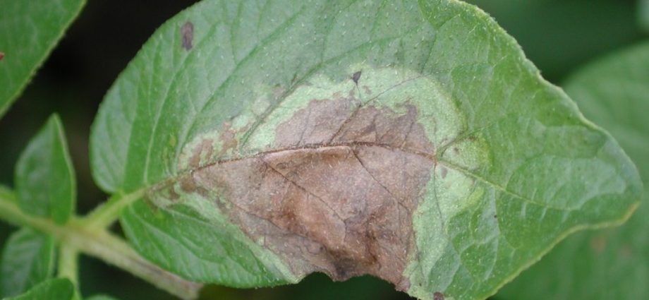 The fight against potato late blight