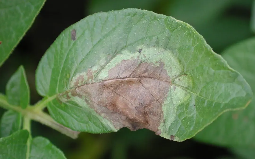 The fight against potato late blight