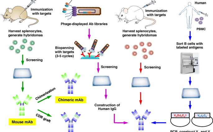 The first artificial antibodies have been constructed