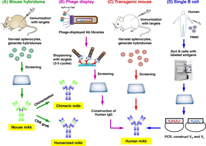 The first artificial antibodies have been constructed