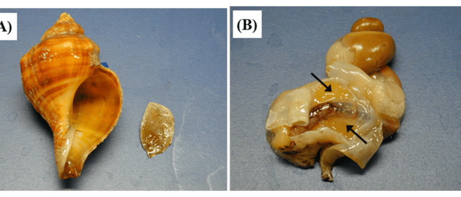 The first oral pain reliever made from the saliva of the sea snail