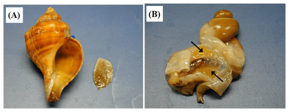 The first oral pain reliever made from the saliva of the sea snail