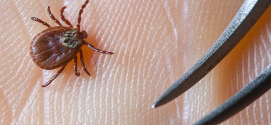 The first symptoms are similar to the flu. A dangerous disease spread by ticks