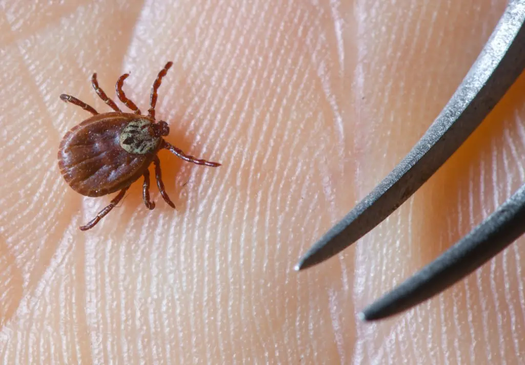 The first symptoms are similar to the flu. A dangerous disease spread by ticks