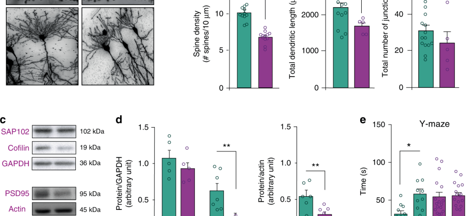 The fish fat component helps protect the brain after a stroke