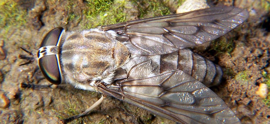 The flies attack in swarms. After a bite, it can lead to dangerous harara