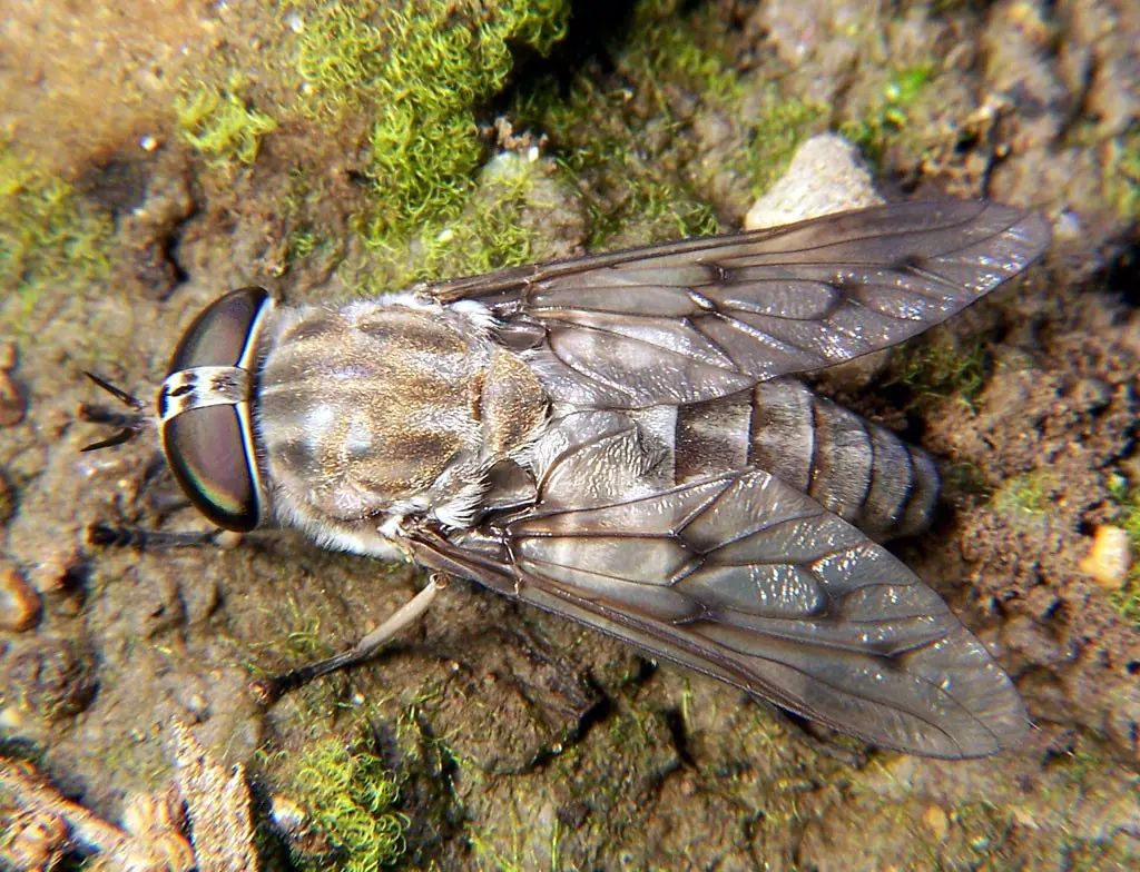 The flies attack in swarms. After a bite, it can lead to dangerous harara