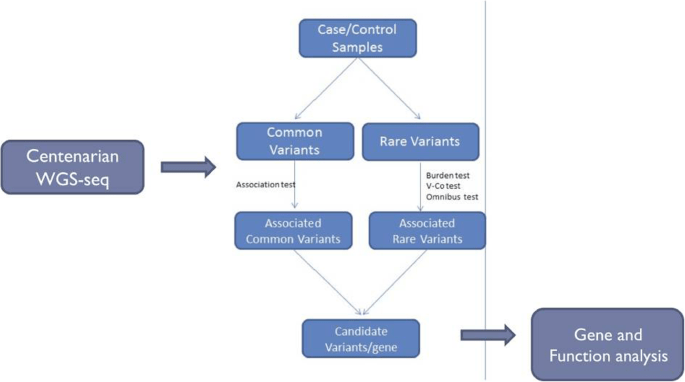 The gene of centenarians