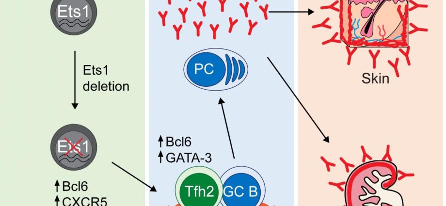 The genes guilty of lupus erythematosus