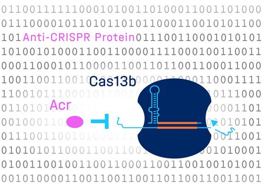 The &#8220;genetic scissors&#8221; technique will help in the fight against COVID-19?