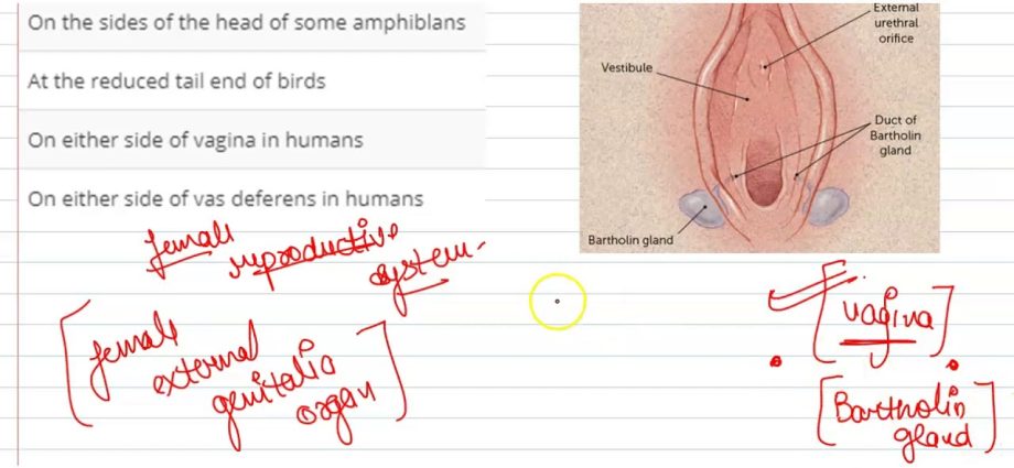 The greater vestibular gland and its diseases