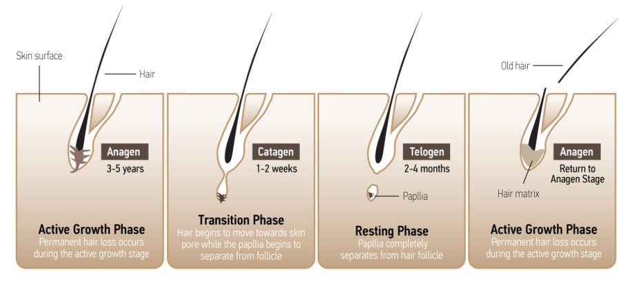 The hair follicle tells about our sleep