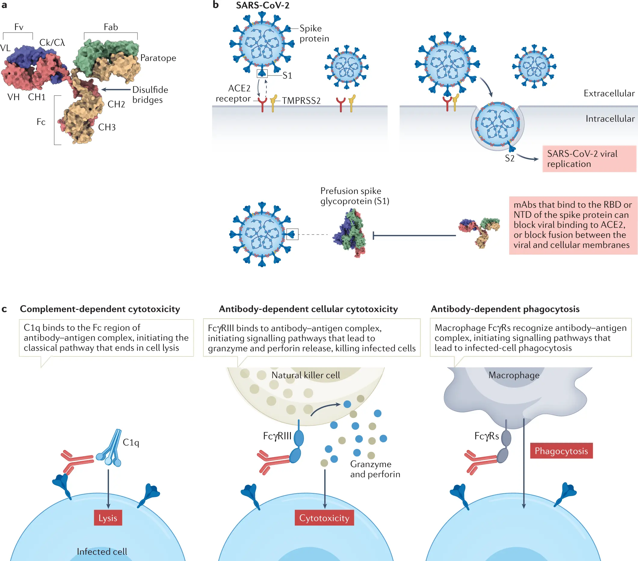 The HIV virus causes the production of atypical antibodies