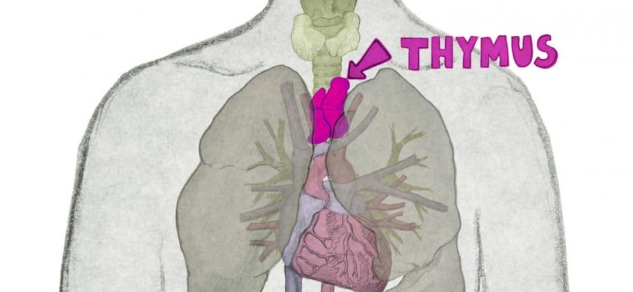 The hormone of the thymus helps to repair the brain after a stroke