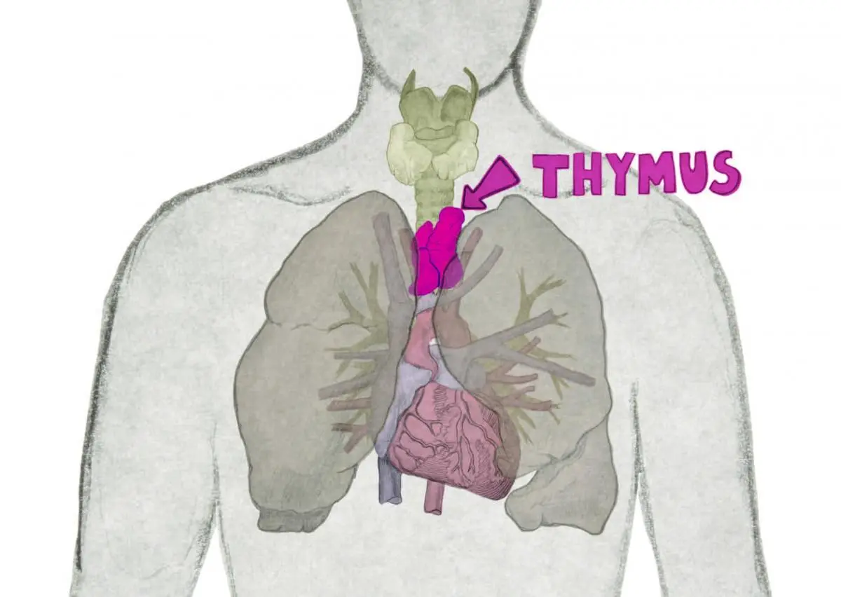 The hormone of the thymus helps to repair the brain after a stroke