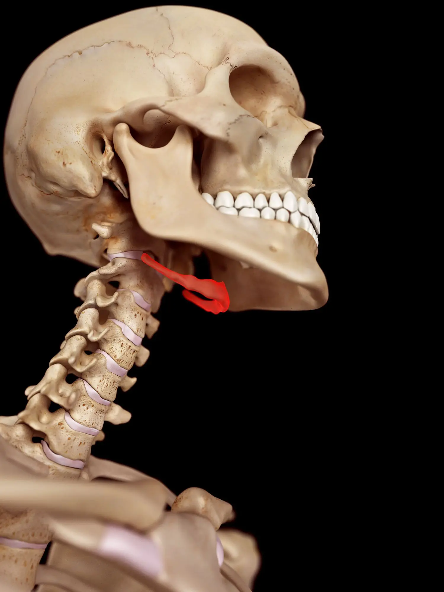 The hyoid bone &#8211; structure, functions, diseases, treatment. Fracture of the hyoid bone