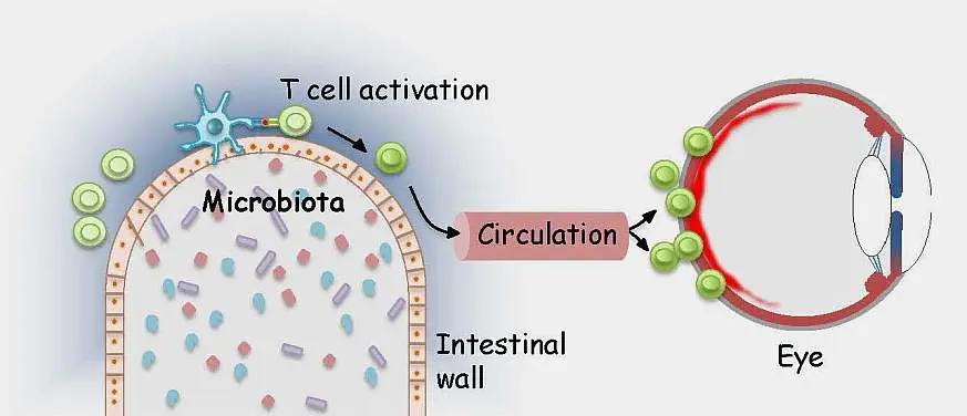 The immune system keeps an eye on the gut bacteria