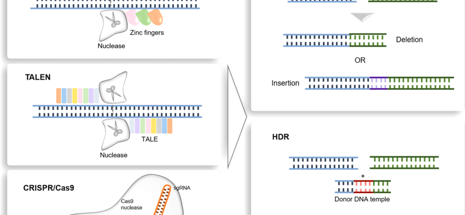 The in vitro method can be twice as effective