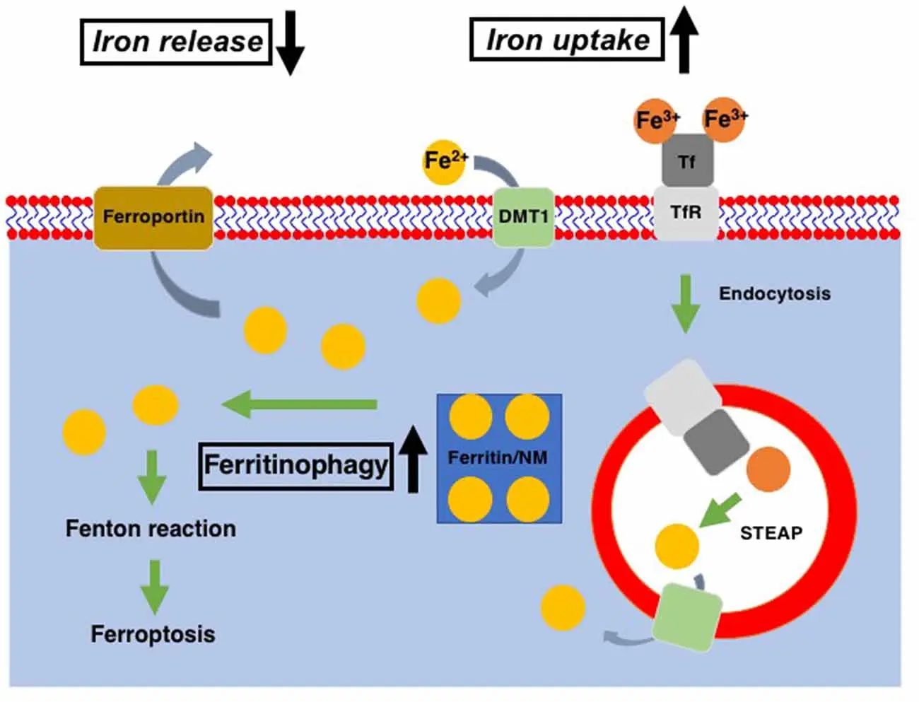 The influence of pesticides on the development of Parkinson&#8217;s disease has been confirmed