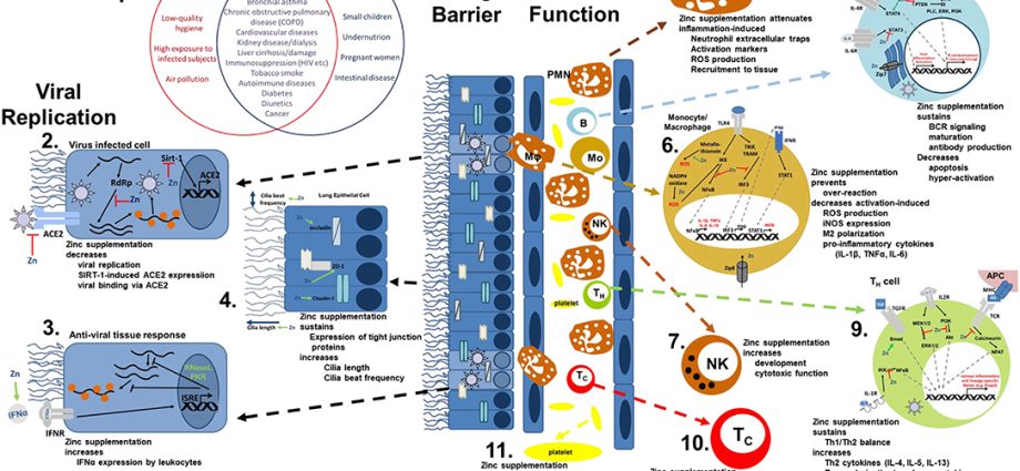 The influence of zinc on immunity. When to take care of your diet?