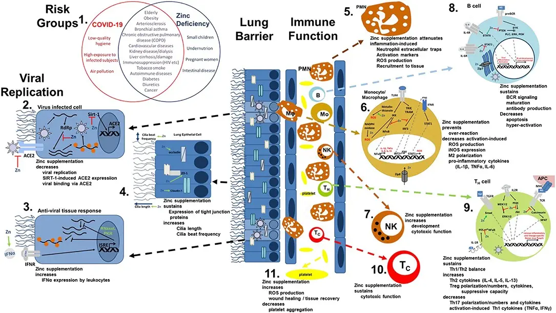 The influence of zinc on immunity. When to take care of your diet?