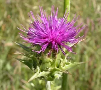 The ingredient in milk thistle helps fight pituitary adenoma