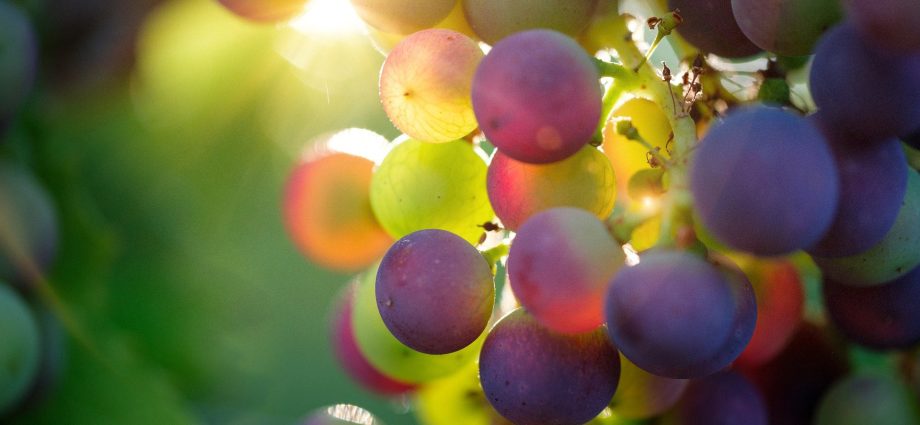 The ingredients of grapes protect the skin against UV rays