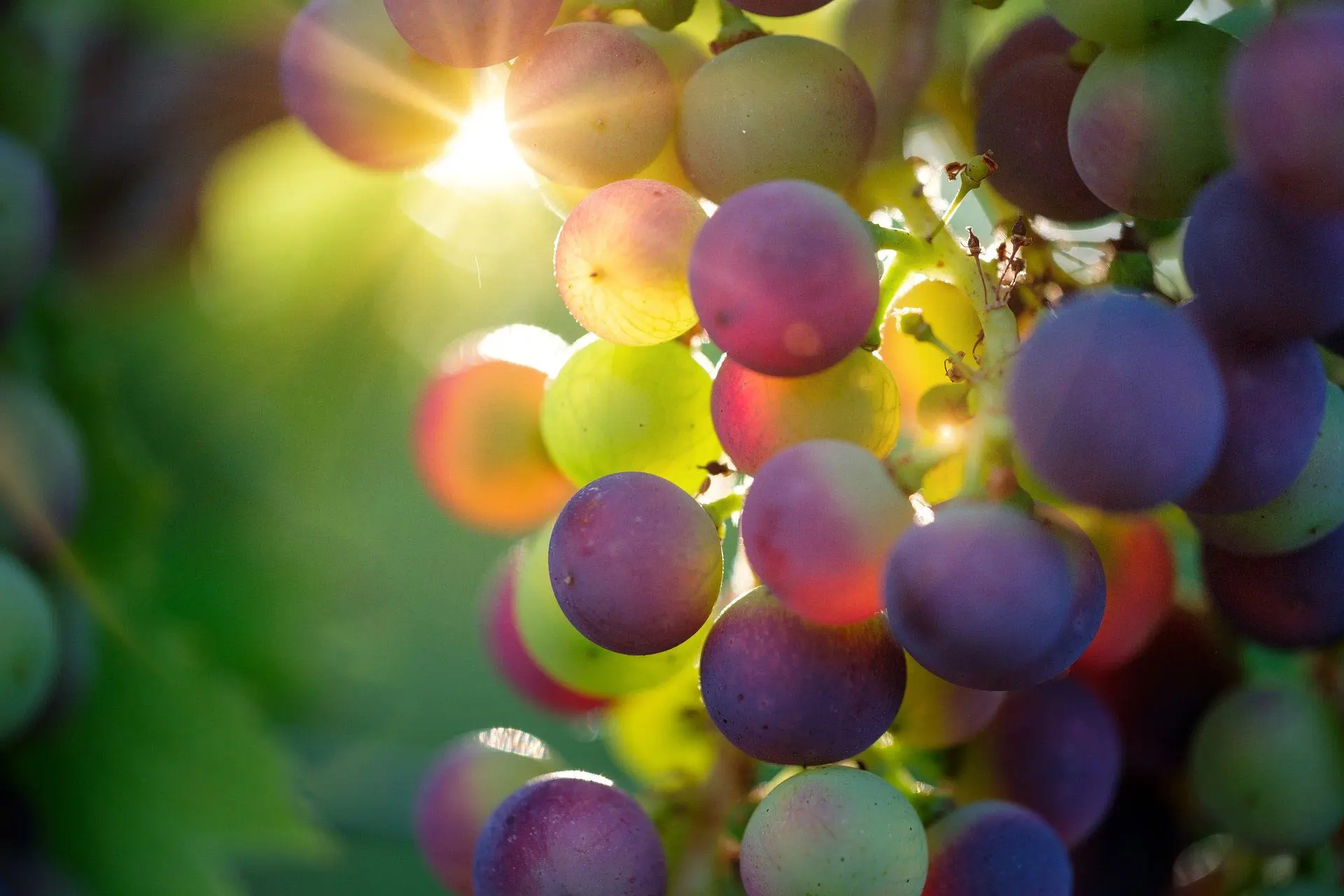 The ingredients of grapes protect the skin against UV rays