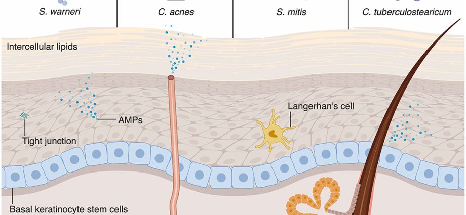 The intestine &#8211; an important line of defense of the body